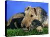 Domestic Dog, Welsh Terrier with Puppy, 7 Weeks-Petra Wegner-Stretched Canvas