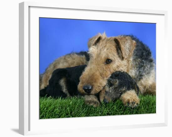 Domestic Dog, Welsh Terrier with Puppy, 7 Weeks-Petra Wegner-Framed Photographic Print