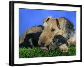 Domestic Dog, Welsh Terrier with Puppy, 7 Weeks-Petra Wegner-Framed Photographic Print