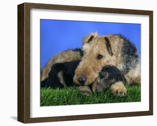 Domestic Dog, Welsh Terrier with Puppy, 7 Weeks-Petra Wegner-Framed Photographic Print