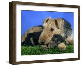 Domestic Dog, Welsh Terrier with Puppy, 7 Weeks-Petra Wegner-Framed Photographic Print