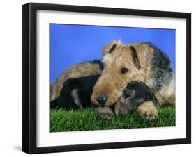 Domestic Dog, Welsh Terrier with Puppy, 7 Weeks-Petra Wegner-Framed Photographic Print