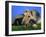 Domestic Dog, Welsh Terrier with Puppy, 7 Weeks-Petra Wegner-Framed Photographic Print