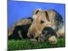 Domestic Dog, Welsh Terrier with Puppy, 7 Weeks-Petra Wegner-Mounted Photographic Print