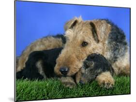 Domestic Dog, Welsh Terrier with Puppy, 7 Weeks-Petra Wegner-Mounted Photographic Print