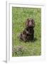 Domestic Dog, Working Cocker Spaniel, juvenile female, seven months old-David Hosking-Framed Photographic Print