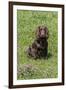 Domestic Dog, Working Cocker Spaniel, juvenile female, seven months old-David Hosking-Framed Photographic Print