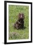 Domestic Dog, Working Cocker Spaniel, juvenile female, seven months old-David Hosking-Framed Photographic Print