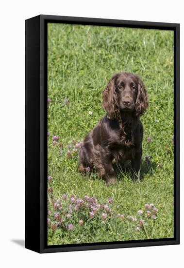 Domestic Dog, Working Cocker Spaniel, juvenile female, seven months old-David Hosking-Framed Stretched Canvas