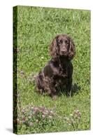 Domestic Dog, Working Cocker Spaniel, juvenile female, seven months old-David Hosking-Stretched Canvas