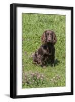 Domestic Dog, Working Cocker Spaniel, juvenile female, seven months old-David Hosking-Framed Photographic Print