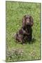 Domestic Dog, Working Cocker Spaniel, juvenile female, seven months old-David Hosking-Mounted Photographic Print