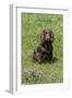 Domestic Dog, Working Cocker Spaniel, juvenile female, seven months old-David Hosking-Framed Premium Photographic Print