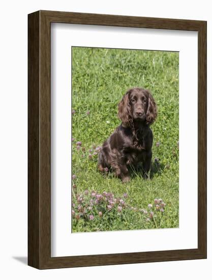 Domestic Dog, Working Cocker Spaniel, juvenile female, seven months old-David Hosking-Framed Photographic Print