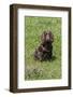 Domestic Dog, Working Cocker Spaniel, juvenile female, seven months old-David Hosking-Framed Photographic Print