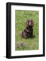 Domestic Dog, Working Cocker Spaniel, juvenile female, seven months old-David Hosking-Framed Photographic Print