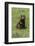 Domestic Dog, Working Cocker Spaniel, juvenile female, seven months old-David Hosking-Framed Photographic Print