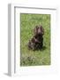Domestic Dog, Working Cocker Spaniel, juvenile female, seven months old-David Hosking-Framed Photographic Print