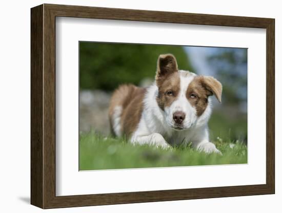 Domestic Dog-Wayne Hutchinson-Framed Photographic Print