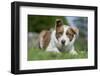 Domestic Dog-Wayne Hutchinson-Framed Photographic Print