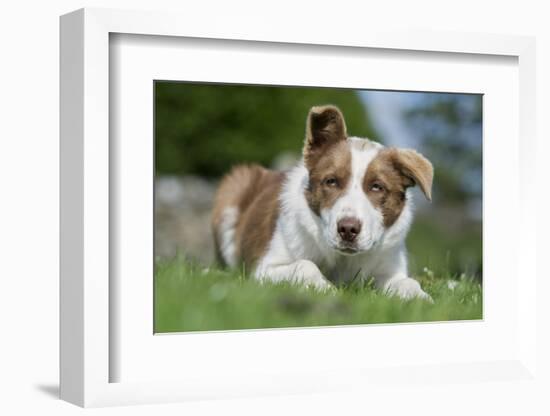 Domestic Dog-Wayne Hutchinson-Framed Photographic Print