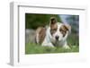 Domestic Dog-Wayne Hutchinson-Framed Photographic Print