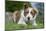 Domestic Dog-Wayne Hutchinson-Mounted Photographic Print