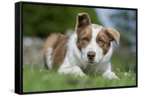 Domestic Dog-Wayne Hutchinson-Framed Stretched Canvas