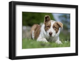 Domestic Dog-Wayne Hutchinson-Framed Premium Photographic Print