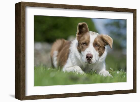 Domestic Dog-Wayne Hutchinson-Framed Photographic Print