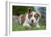 Domestic Dog-Wayne Hutchinson-Framed Photographic Print