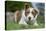 Domestic Dog-Wayne Hutchinson-Stretched Canvas