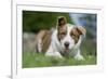 Domestic Dog-Wayne Hutchinson-Framed Photographic Print