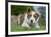 Domestic Dog-Wayne Hutchinson-Framed Photographic Print