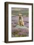 Domestic Dog-Mike Powles-Framed Photographic Print
