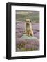 Domestic Dog-Mike Powles-Framed Photographic Print