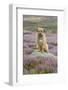 Domestic Dog-Mike Powles-Framed Photographic Print