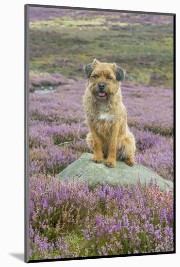 Domestic Dog-Mike Powles-Mounted Photographic Print