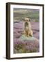 Domestic Dog-Mike Powles-Framed Photographic Print