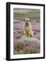 Domestic Dog-Mike Powles-Framed Photographic Print