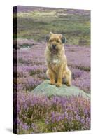Domestic Dog-Mike Powles-Stretched Canvas