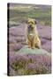 Domestic Dog-Mike Powles-Stretched Canvas