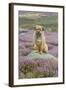 Domestic Dog-Mike Powles-Framed Photographic Print