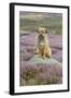 Domestic Dog-Mike Powles-Framed Photographic Print