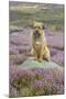 Domestic Dog-Mike Powles-Mounted Photographic Print