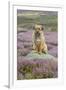 Domestic Dog-Mike Powles-Framed Photographic Print