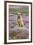 Domestic Dog-Mike Powles-Framed Photographic Print