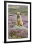 Domestic Dog-Mike Powles-Framed Photographic Print