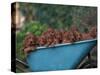 Domestic Dogs, a Wheelbarrow Full of Irish / Red Setter Puppies-Adriano Bacchella-Stretched Canvas
