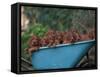 Domestic Dogs, a Wheelbarrow Full of Irish / Red Setter Puppies-Adriano Bacchella-Framed Stretched Canvas